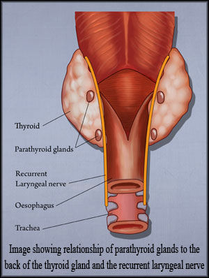 parathyroids